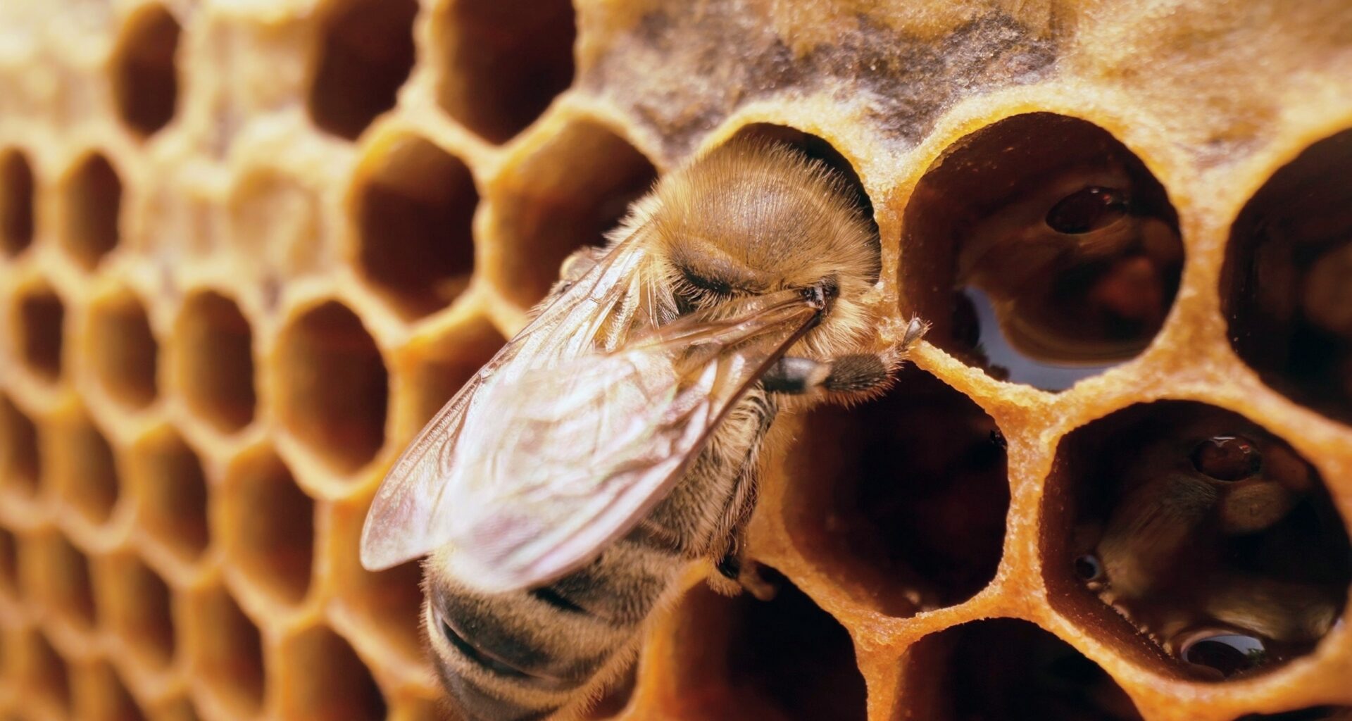 Honeybees create palace-like nurseries for future queens