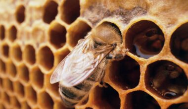 Honeybees create palace-like nurseries for future queens