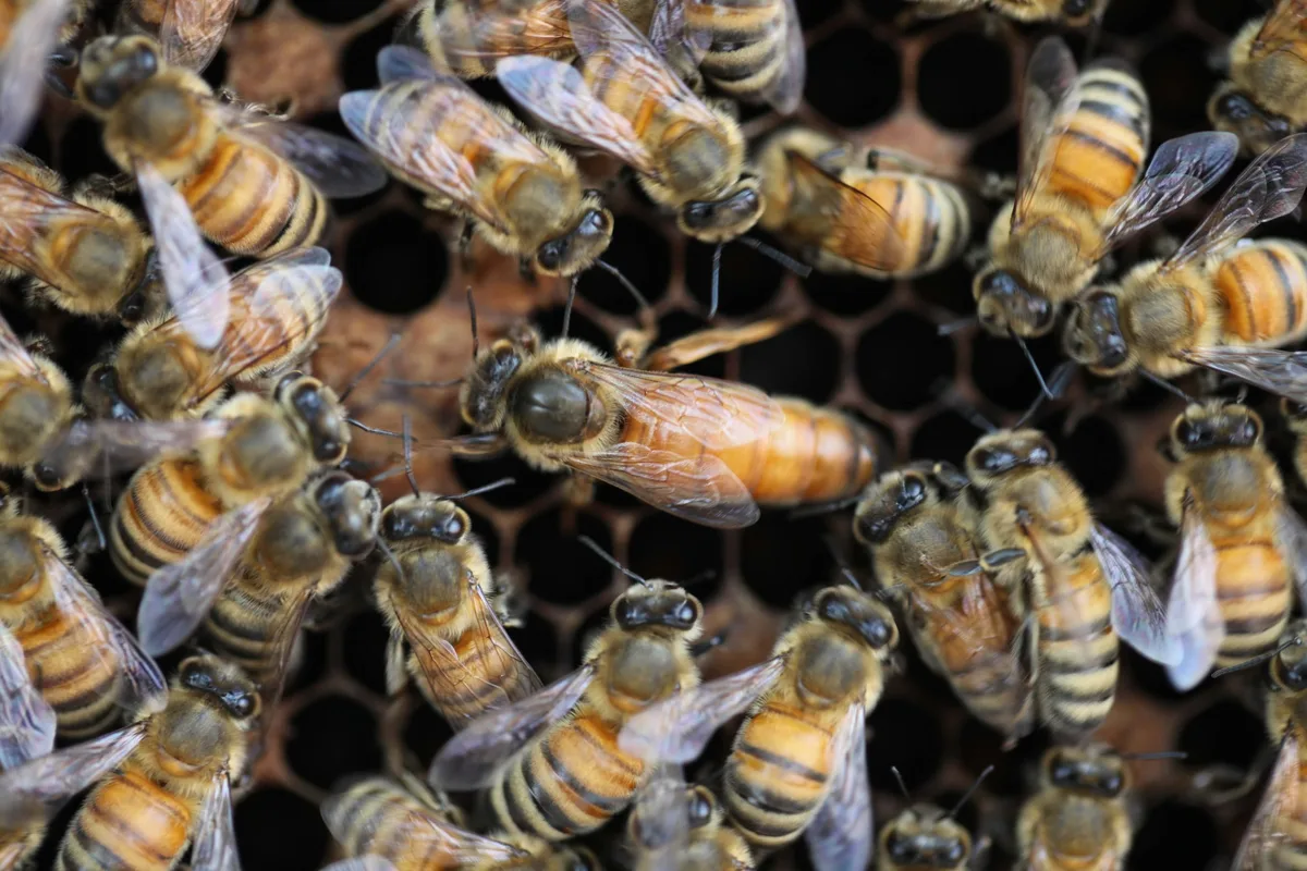 Queen of Apis mellifera ligustica