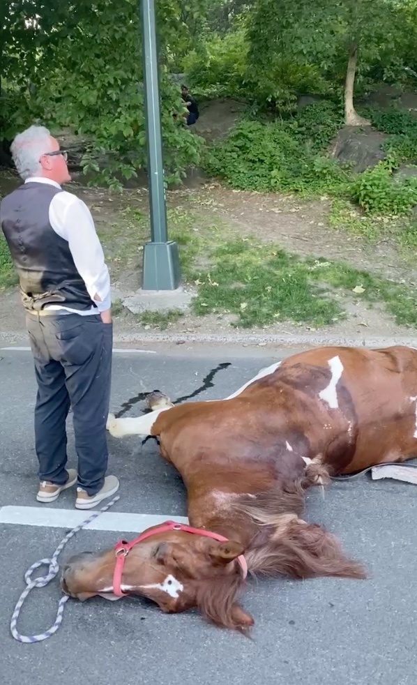 A man stands next to a horse lying on the road.
