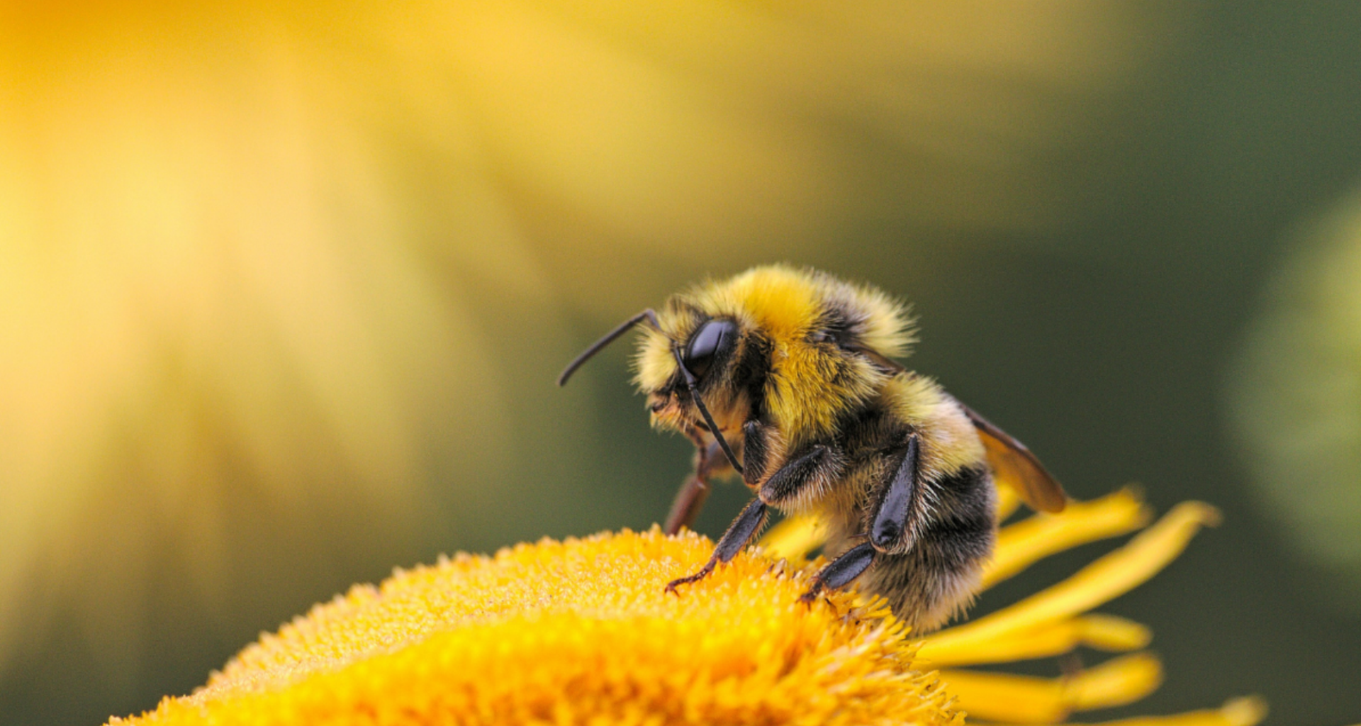 Worker bees help choose the next queen in bumble bee colonies