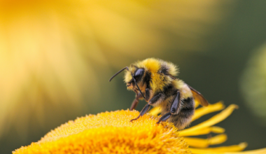 Worker bees help choose the next queen in bumble bee colonies