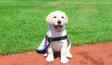 News 12 | Brooklyn | Meet Howie The Mets Newest Teammate With A Big Future