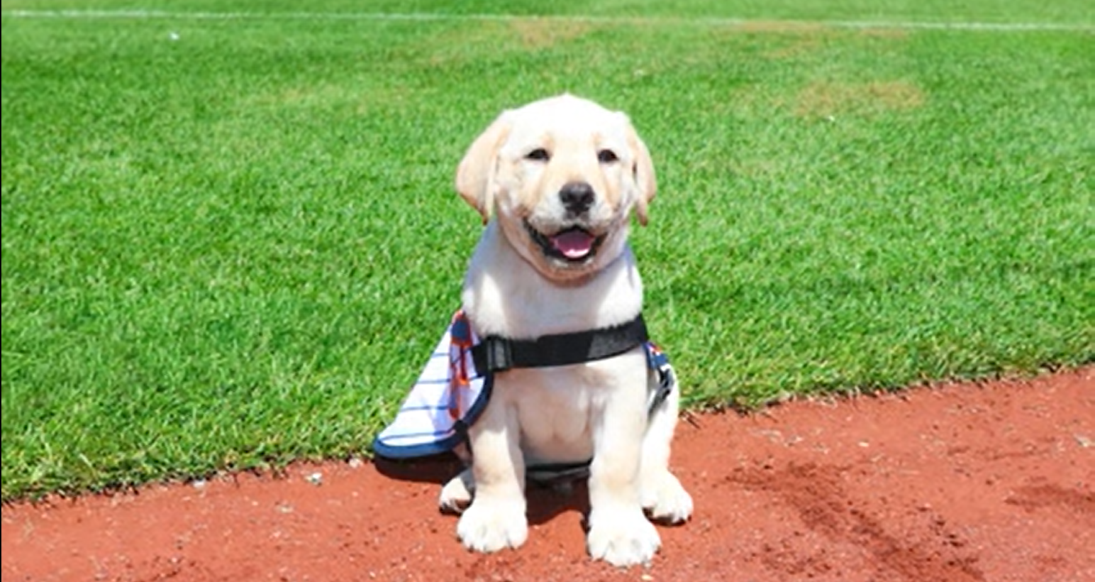 News 12 | Brooklyn | Meet Howie The Mets Newest Teammate With A Big Future