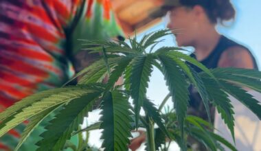 New York state’s first cannabis showcase