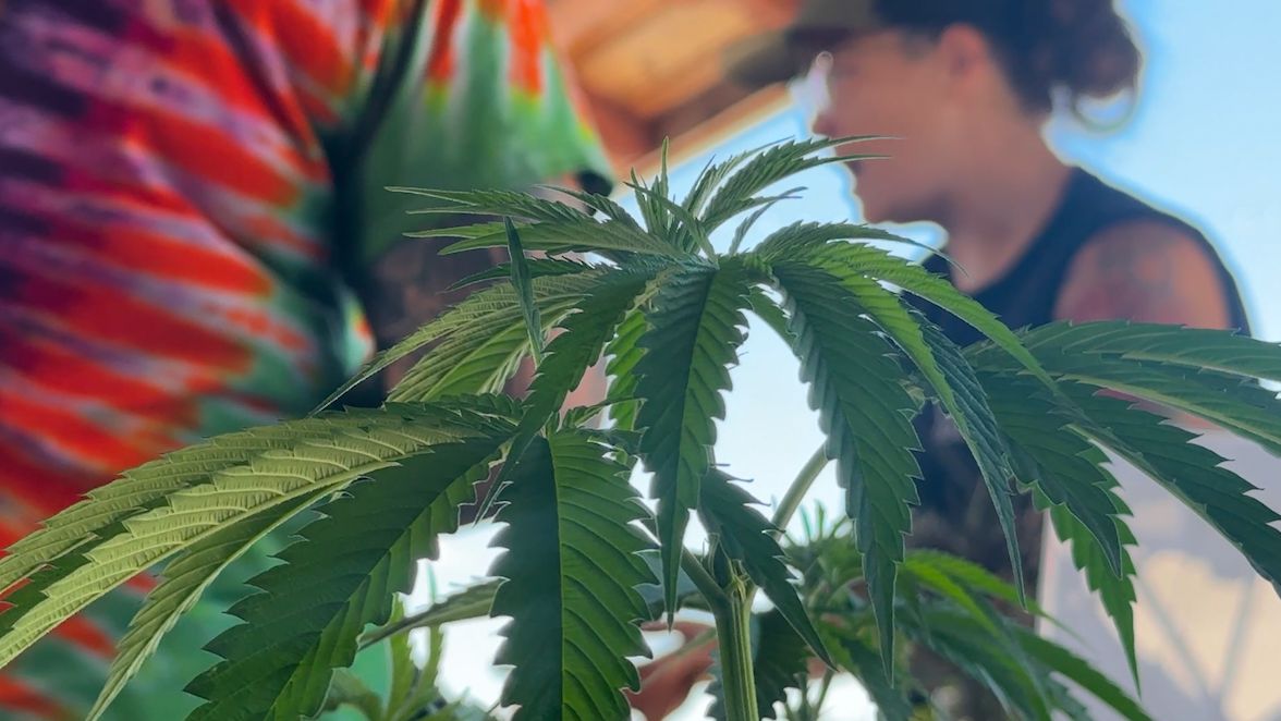 New York state’s first cannabis showcase