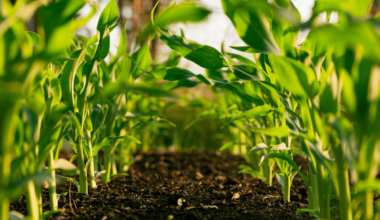 Close-up of young plants growing in neat rows through dark, healthy soil on a small-scale farm.