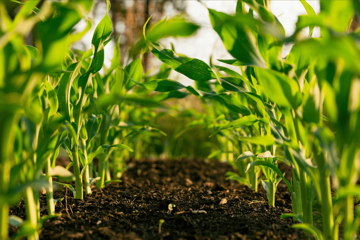 Close-up of young plants growing in neat rows through dark, healthy soil on a small-scale farm.
