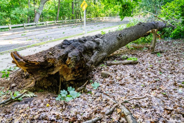 Downed tree branches are seen inside Forest Park in Queens on Sunday. A falling tree killed an 85-year-old man in the park during Saturday's thunderstorm.