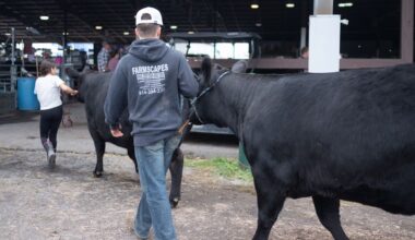 Exhibitors bring cattle into the barn during beef day at the New York State Fair.