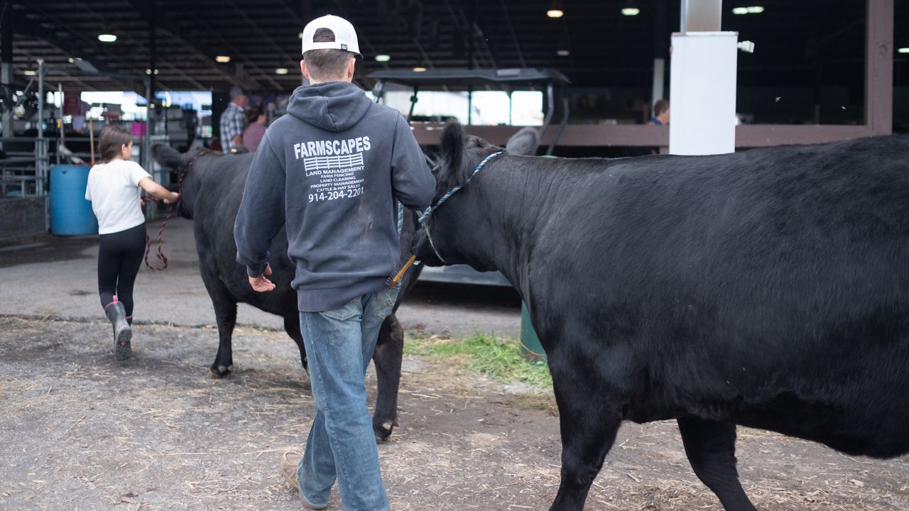 Exhibitors bring cattle into the barn during beef day at the New York State Fair.