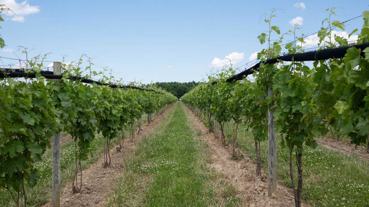 Grapes
