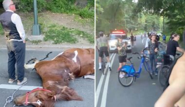 NYC carriage horse ate 'lethal' amount of toxic plant in Central Park before dying
