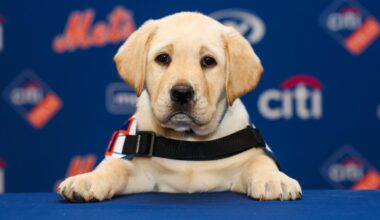 Mets hit home run with Howie the service dog – NBC New York