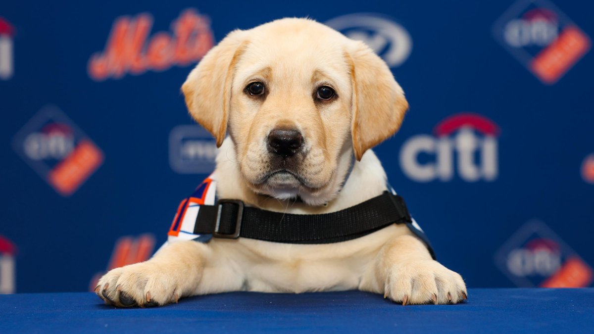 Mets hit home run with Howie the service dog – NBC New York