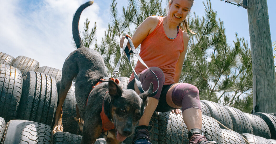 Why Race Alone When Your Dog Can Join, Too?