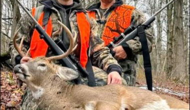 Balancing the deer herd in New York | News, Sports, Jobs
