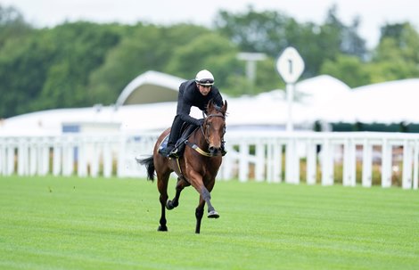 Joliestar Seeks Royal Win in Queen Elizabeth II Jubilee
