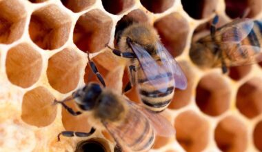 It Turns Out Bees Crown Queens Via A 'Buckingham Palace' Process
