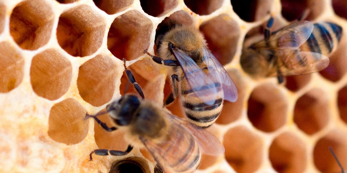 It Turns Out Bees Crown Queens Via A 'Buckingham Palace' Process