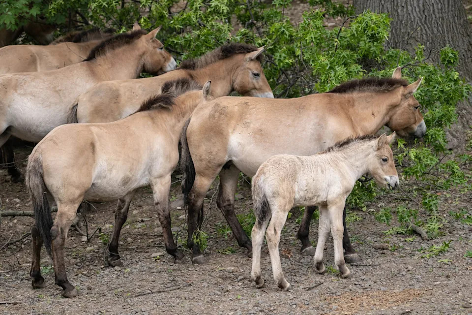 Guests can view the newly born foal at the Bronx Zoo.