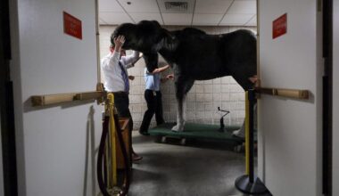 Massive Moose Sighting in New York State is Breathtaking