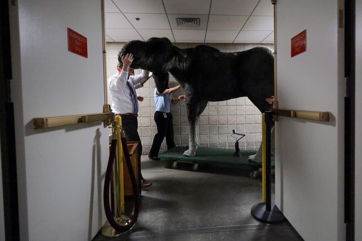 Massive Moose Sighting in New York State is Breathtaking