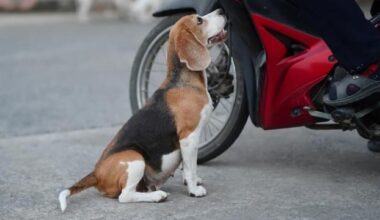 Dog Lost & Alone in NYC Runs a Mile to the Place He Feels Safest — A Daycare