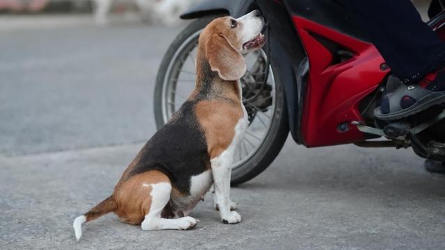 Dog Lost & Alone in NYC Runs a Mile to the Place He Feels Safest — A Daycare