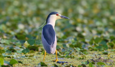 Black-crowned night herons fill New York City's waters — but a new study says they could vanish by 2037