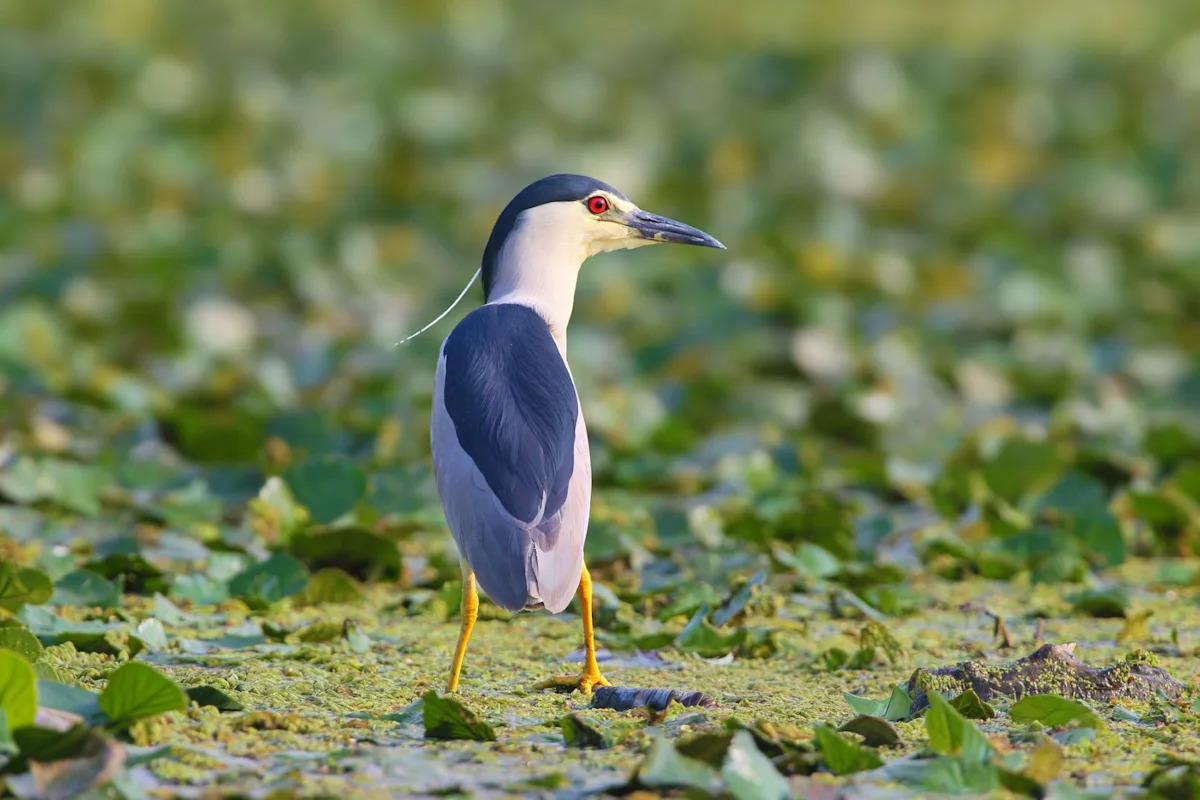 Black-crowned night herons fill New York City's waters — but a new study says they could vanish by 2037