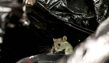 How New York City’s Trash Policy Helped Rats Take Over