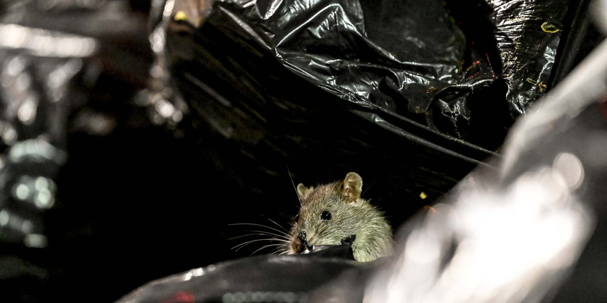 How New York City’s Trash Policy Helped Rats Take Over