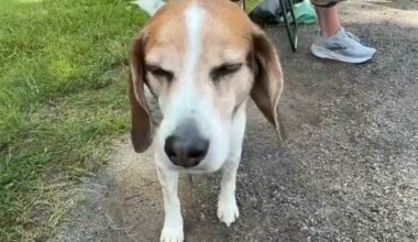 Groups protest against breeding for animal testing