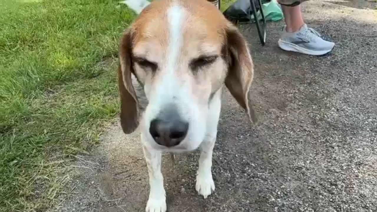 Groups protest against breeding for animal testing