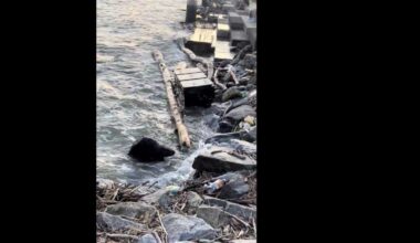 Oh dam! Incredibly rare beaver sighting caught on camera in Hudson River Park