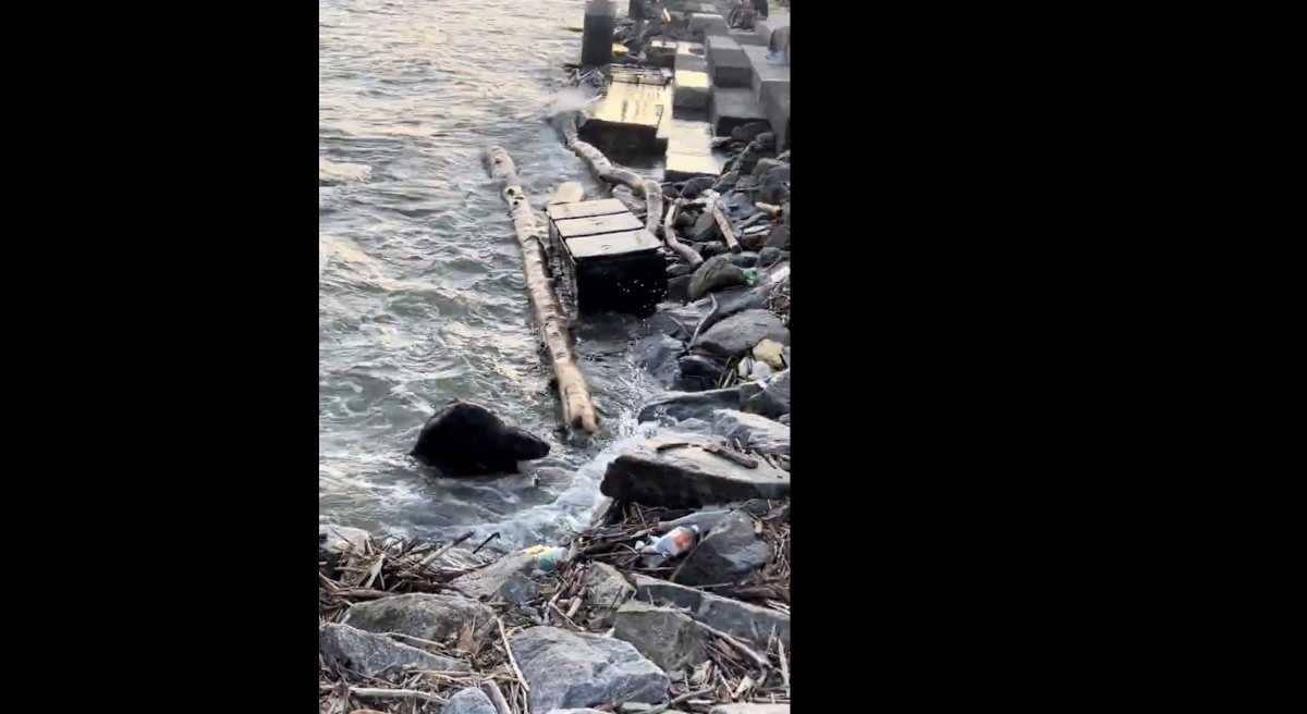 Oh dam! Incredibly rare beaver sighting caught on camera in Hudson River Park