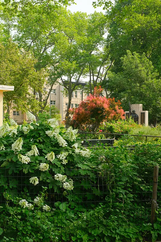 hydrangea blooming