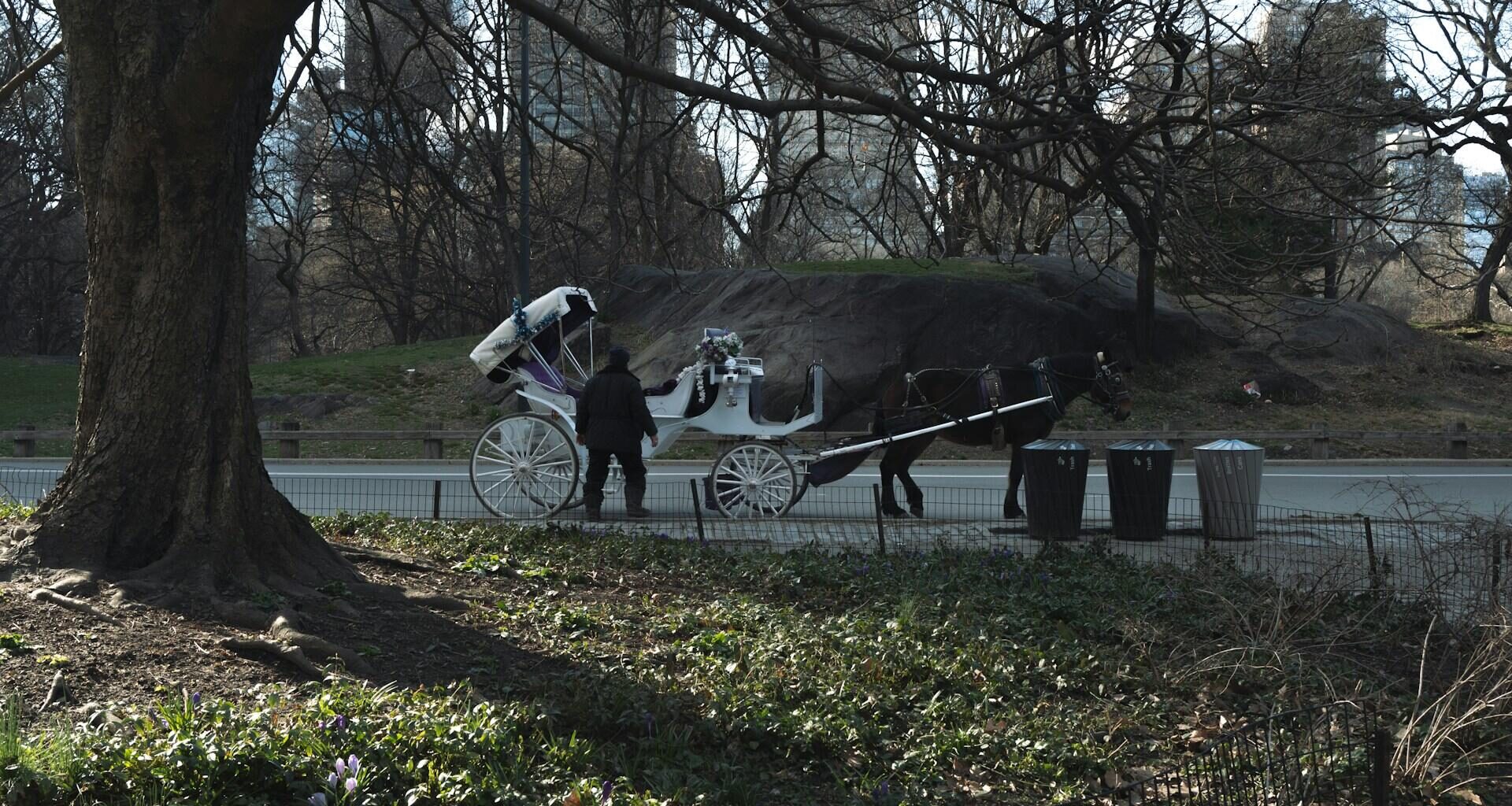 NYC Horse Carriage Tragedy Renews Calls to Ban Central Park Rides
