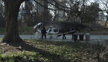 NYC Horse Carriage Tragedy Renews Calls to Ban Central Park Rides