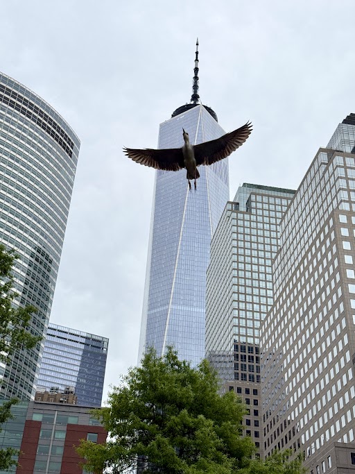 a night heron, which is a NYC bird species, flies through the NYC sky with buildings in the background
