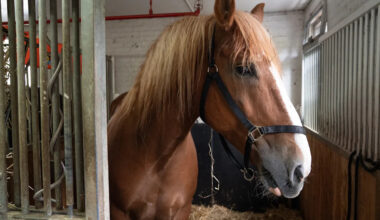 Readers sound off on carriage horse welfare, Knicks fanfare and ‘America’s Got Talent’