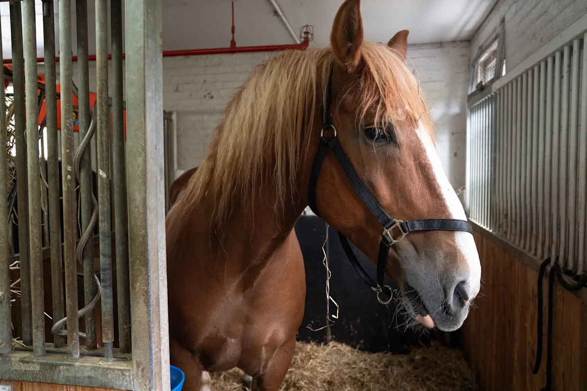 Readers sound off on carriage horse welfare, Knicks fanfare and ‘America’s Got Talent’
