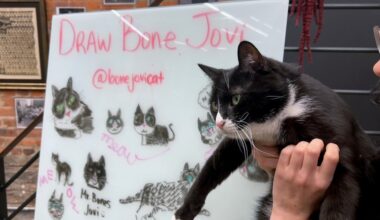 Meet Bone Jovi, the cat guarding Brooklyn's Bone Museum