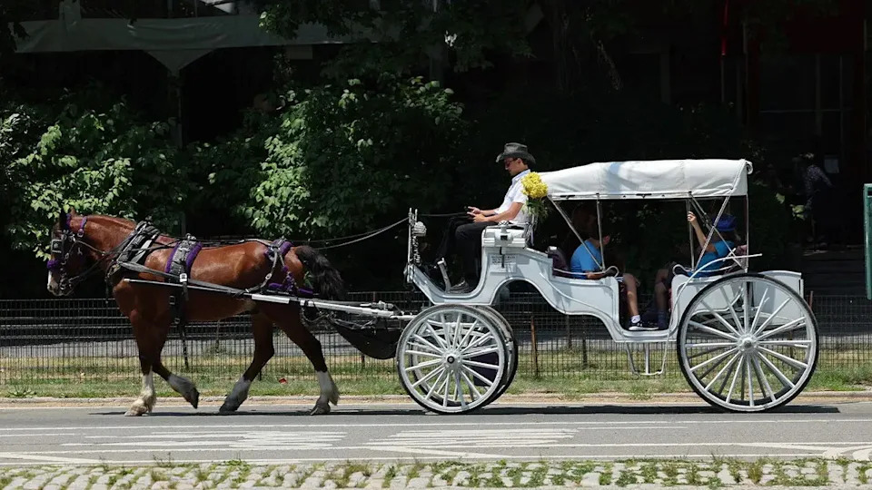 A horse pulls a horse-drawn carriage carrying tourists through Central Park in New York City