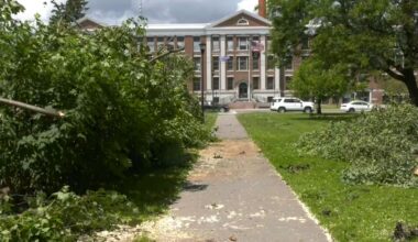 a fallen tree by a sidewalk in cortland new york