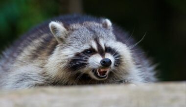 Raccoons bite 7-year-old boy, adult in separate broad daylight attacks in NYC suburb