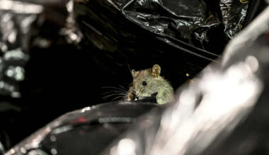 Rats Spent 50 Years Taking Over New York City. Now the City Is Fighting Back.