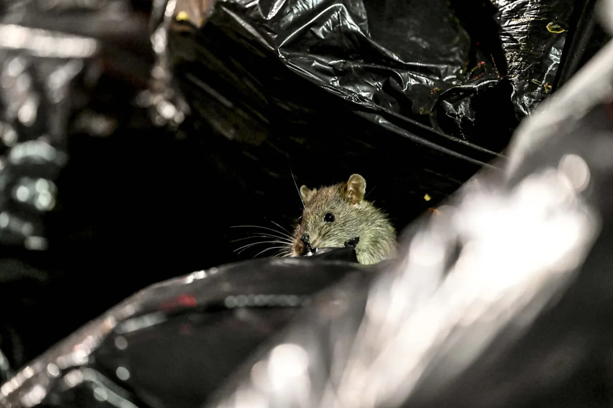 Rats Spent 50 Years Taking Over New York City. Now the City Is Fighting Back.