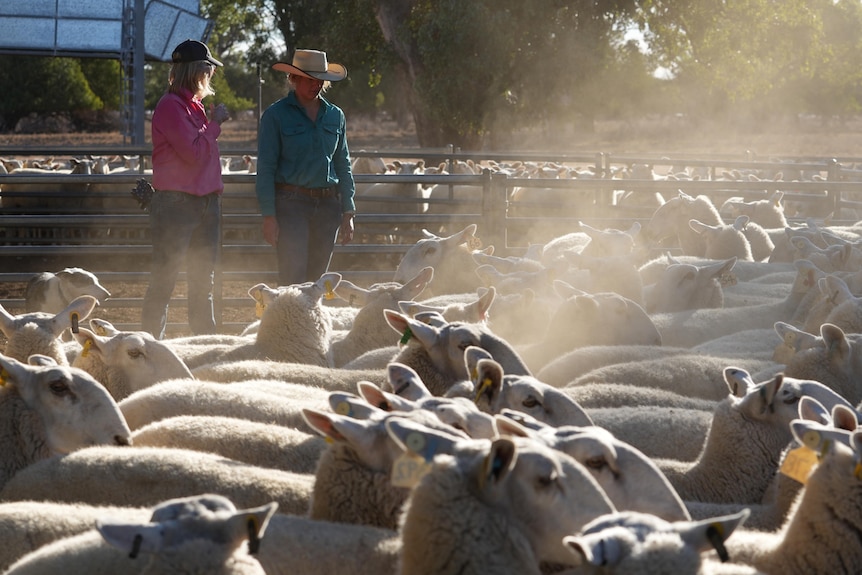 A bunch of sheep with two people in the distance.